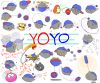 Filename=YoYo.png
Filesize=458KiB
Dimensions=1190x992
Date added=May 03, 2009 YoYo.png